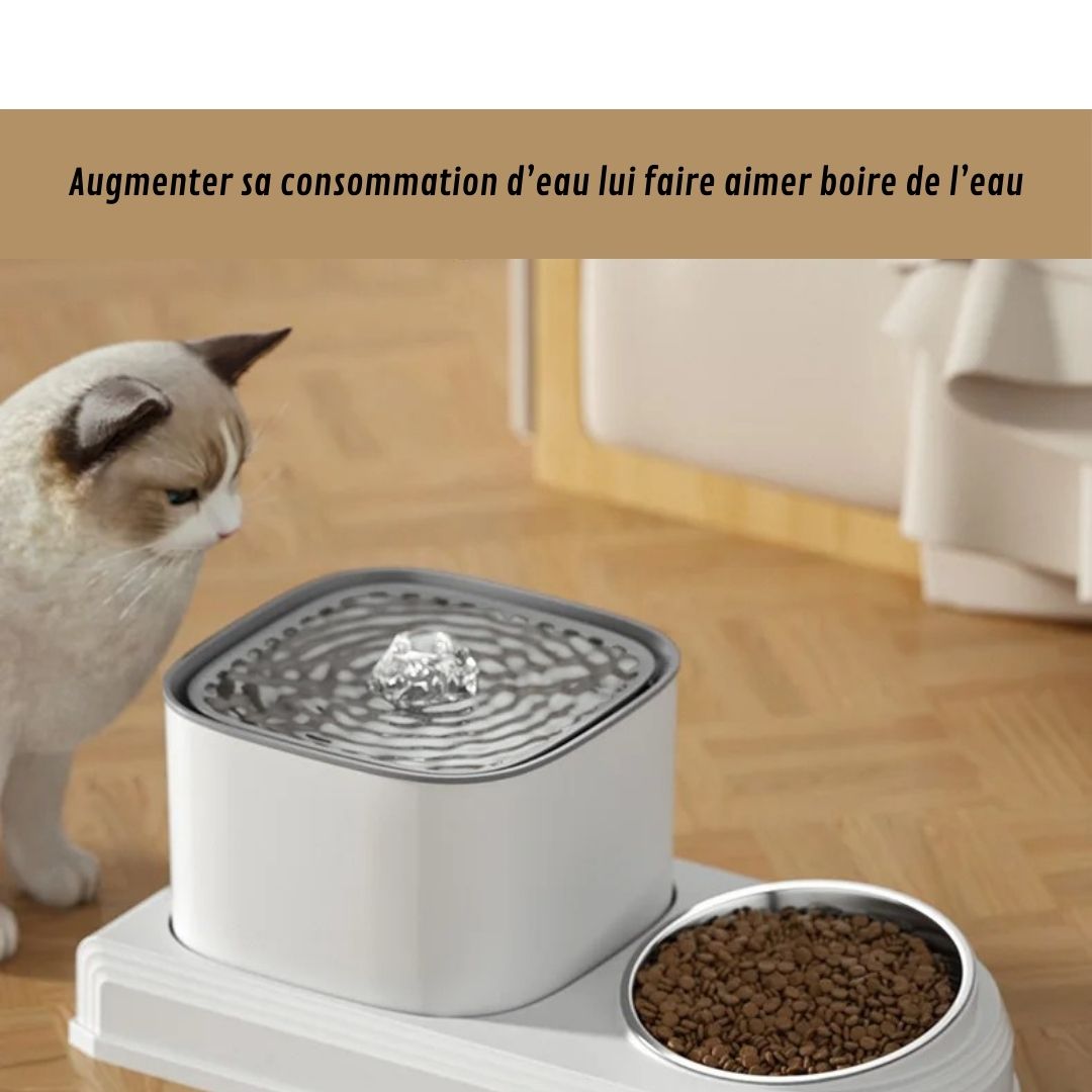 Fontaine à eau 2 en 1 pour chat-FontaChat™ - chatduchesse